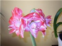 8e00b94d-amarilis dupli09.JPG